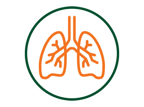 Diagram of the lungs