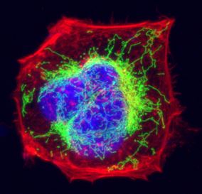 Orbital Vision Research