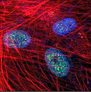 Orbital Vision Research