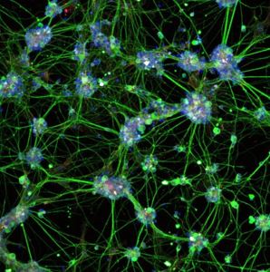 Orbital Vision Research