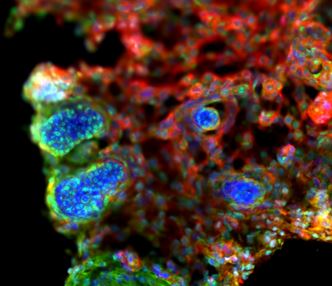 Orbital Vision Research