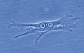 Mel, the ocular oncology laboratory mascot