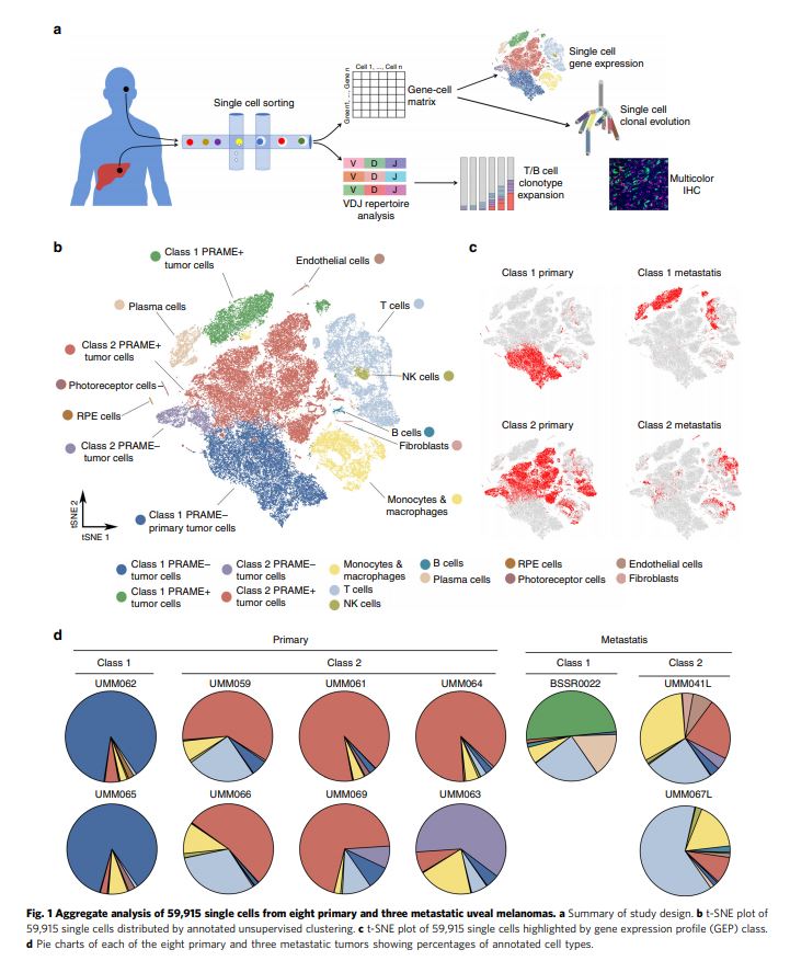 Illustration of Uveal Melanoma Single Cell