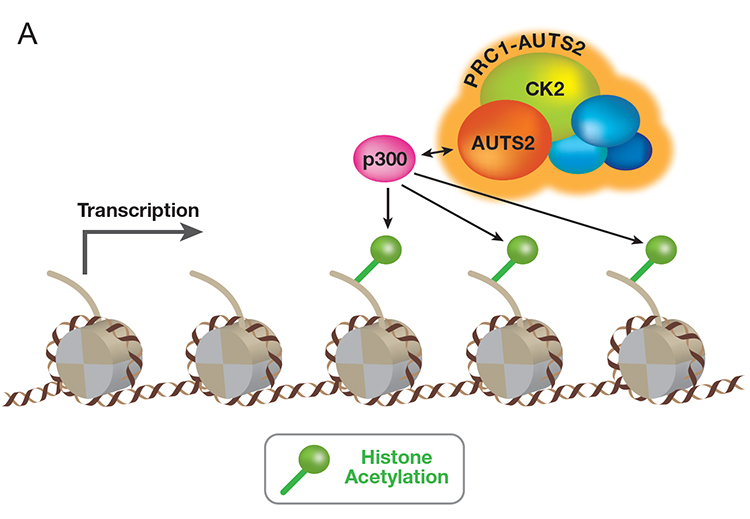 A naturally occurring mutation in AUTS2 disrupts the ability of PRC1-AUTS2 to facilitate transcription activation, which impairs the process of motor neuron differentiation and contributes to Rubinstein-Taybi syndrome.