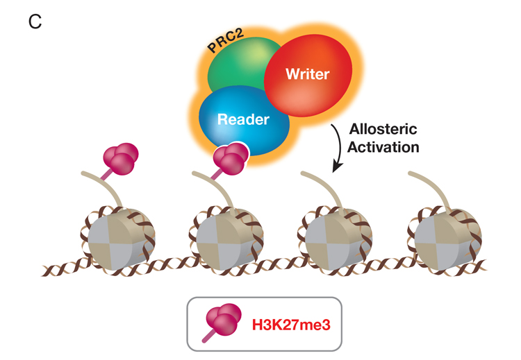 PRC2 binds to the product of its catalysis, H3K27me3, resulting in its allosteric activation and the formation of extensive, repressive chromatin domains rich in H3K27me3. Each red bead represents a methyl group.