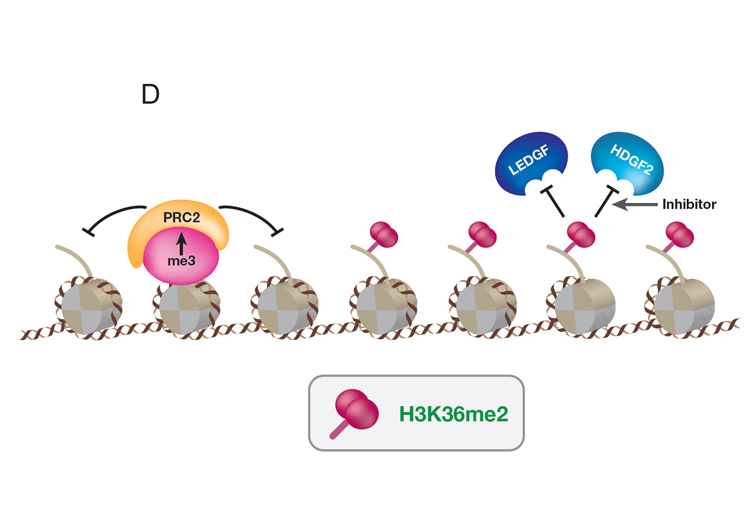 In DIPG harboring H3K27M, H3K36me2 now replaces H3K27me3 in normally repressed chromatin regions.  LEDGF and HDGF2 are possible targets for therapeutic treatment of DIPGs as they bind to H3K36me2 and facilitate transcription.