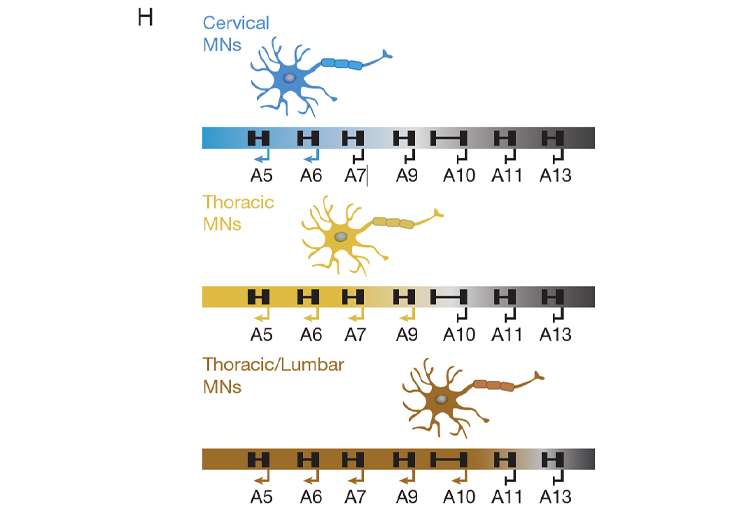 Shown here are genes (a5) to (a13) of the HoxA cluster in mouse. Arrowheads beneath the genes indicate the presence and direction of transcription and blocked arrows indicate gene repression. We identified novel insulators that function with CTCF to protect repressed chromatin from active chromatin invasion, ensuring the proper gene expression profile associated with different motor neuron (MN) cell-types. We propose that additional insulators contribute to other differentiation pathways during development.