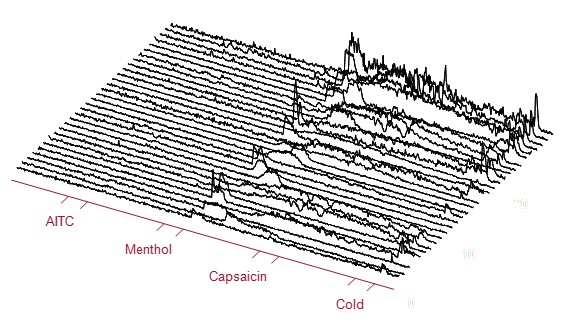 Neuronal activity (Ca2+ responses) in trigeminal  ganglion neurons recorded in vivo, and evoked by stimulating the oral cavity with common spices (mustard oil [AITC], menthol, capsaicin) and cold temperature.